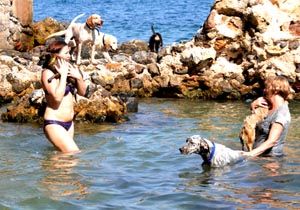 Antalya da Sokak Kpeklerinin Deniz Keyfi 